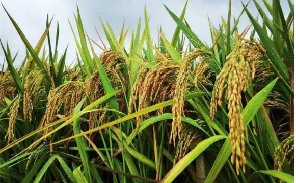 李克强：部署做好春耕备耕工作为粮食丰收和重要农产品稳定供应打牢基础