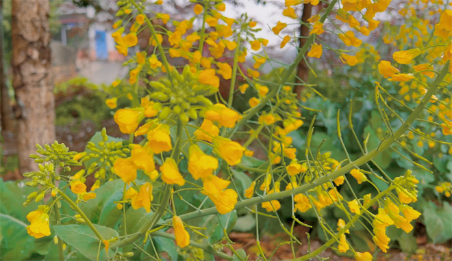 农业农村部部署2023年大豆玉米带状复合种植示范推广工作