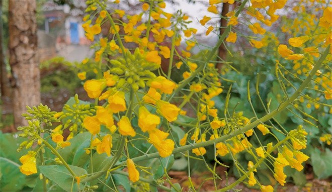 农业农村部部署开展全国粮油等主要作物大面积单产提升行动