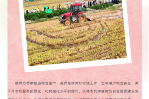 农业机械化护航夏粮丰收，沃得农机为水稻收割贡献力量！
