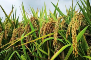 农业农村部针对当前秋粮生产出台七项技术指导措施