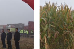 甘肃省大豆玉米带状复合种植收获机械选型暨玉米机收减损测试活动在镇原县举行