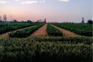 加强农机农艺融合 助推大豆玉米带状复合种植技术高质量发展
