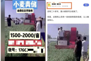 农业农村部相关司局负责人回应网传小麦青贮问题