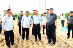 叶建军到南阳调研潍柴雷沃智慧农业三夏工作
