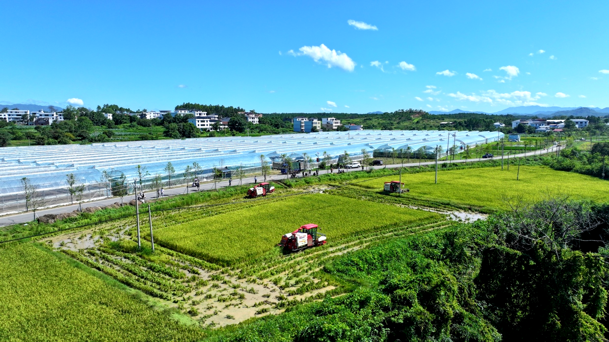 新长征路上的丰收 | 雷沃公益机收走进赣南粮仓