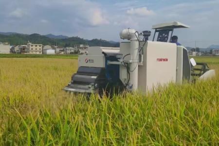 正在进行水稻收获的农机是双兴达，这个效率您满意吗？