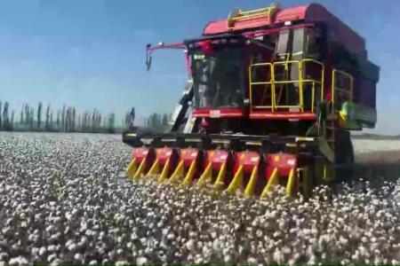 棉花采摘季，用什么采棉机损失最小呢？推荐钵施然！