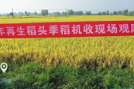 沃得助力再生稻丰产增收，愿乡村振兴的“稻”路越来越壮阔！
