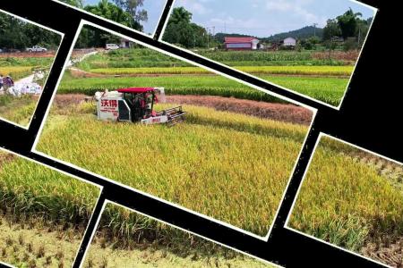 水稻收割无压力，沃得尊享版收割机为农业助力！