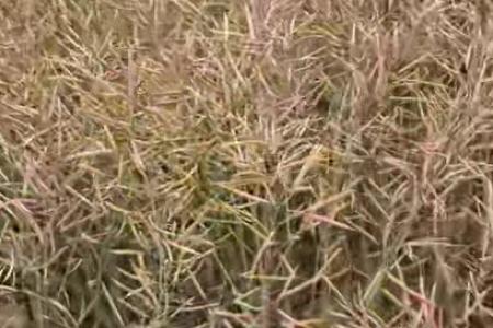 辰宇30吨油菜籽专用烘干机，值得信赖~