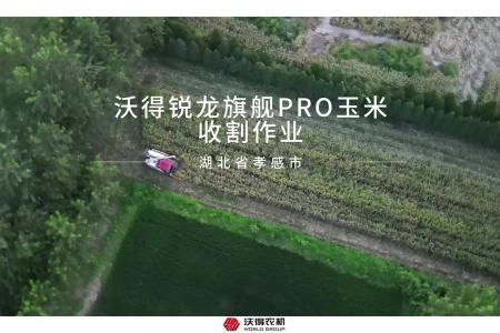 沃得锐龙旗舰PRO玉米收割作业现场