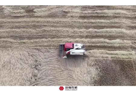 沃得锐龙旗舰MAX+收倒伏作业现场