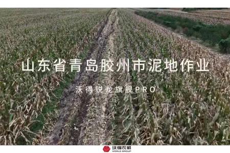 沃得锐龙旗舰pro玉米收获机收玉米籽粒作业现场