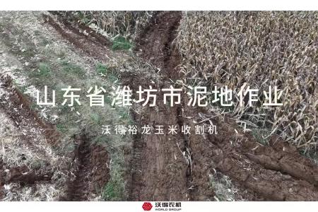 沃得裕龙玉米收割机山东省潍坊市泥地作业现场