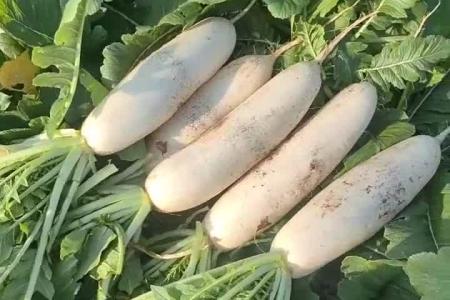 大顺白萝卜种植效果
