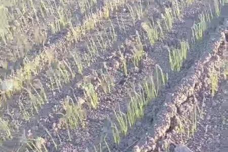 大顺大型萝卜白菜播种机出苗效果