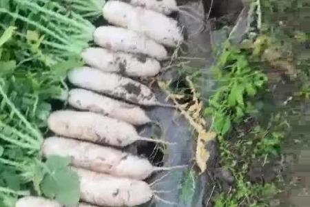 大顺白萝卜播种机播种机效果