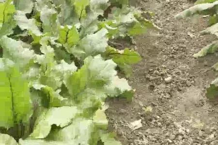 大顺萝卜白菜播种机种植效果