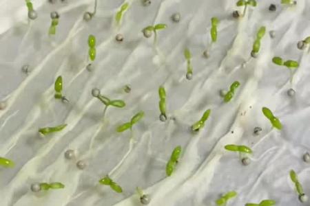 凯若特全自动种子丸粒机 单粒单丸 单子率高达99%