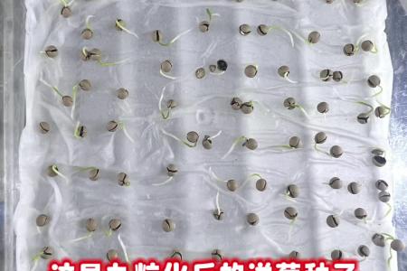 凯若特大型种子丸粒机 一机多用 蔬菜 药材都适用