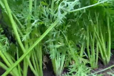 大顺气吸胡萝卜播种应用案例