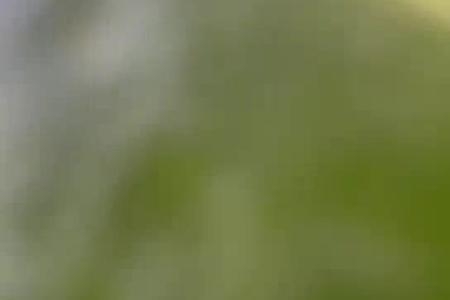 大顺青梗菜播种效果