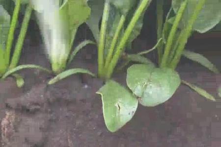 大顺气吸菠菜播种机出苗效果