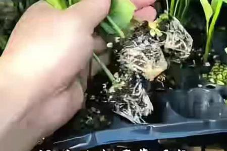 凯若特好苗不靠天，一株好苗的“科技一生”