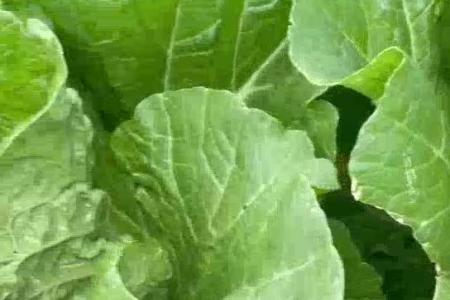 大顺白菜播种效果