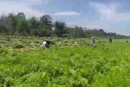 大顺大型蔬菜播种机使用介绍