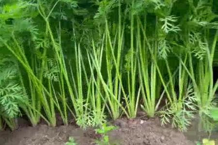 大顺胡萝卜播种机收获介绍