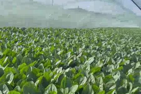 大顺大棚叶菜出苗效果