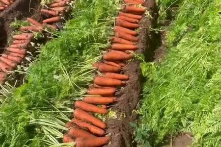 大顺胡萝卜收获效果