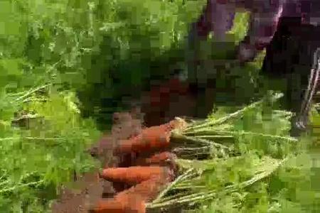 大顺胡萝卜种植效果介绍