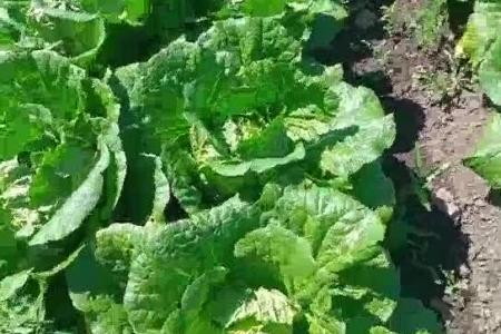 大顺白菜娃娃菜播种效果