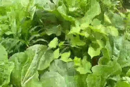 大顺白菜娃娃菜播种机种植效果