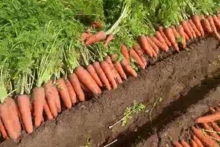 大顺大型胡萝卜播种效果介绍