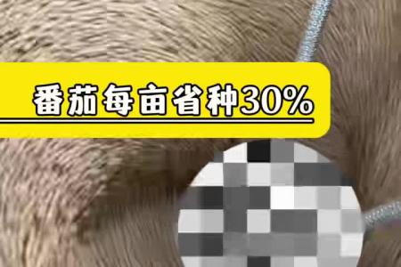  凯若特全自动种子丸粒机 蔬菜 药材种植精播好帮手