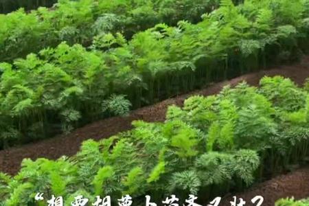 凯若特胡萝卜种植黑科技，丸粒化+机械精播=无敌