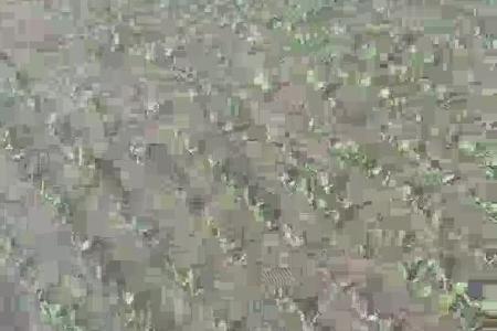 大顺青梗菜种植效果