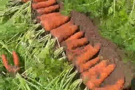 大顺气吸胡萝卜播种机种植效果