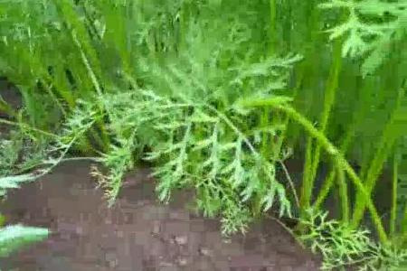 大顺气吸胡萝卜播种机种植效果