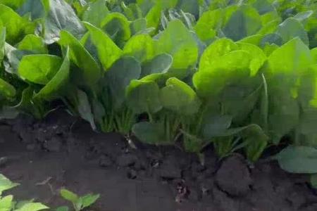 大顺油菜菠菜播种机种植效果