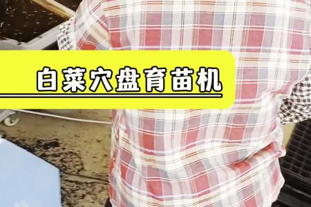 凯若特滚筒穴盘育苗机 气吸蔬菜播种机 操作简单