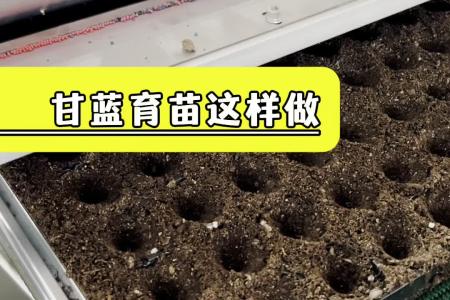 凯若特自动化育苗播种流水线 3~4人可操作 精度高达98%