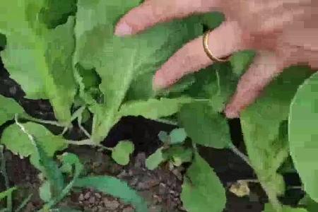 大顺气吸菠菜播种机