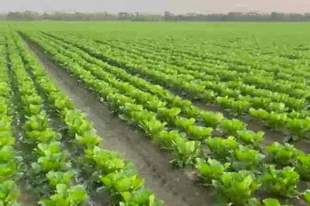 大顺气吸娃娃菜播种机效果