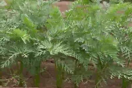 大顺气吸胡萝卜播种机效果