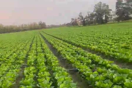 大顺气吸娃娃菜播种机效果